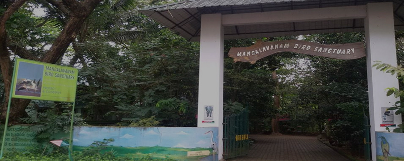 Mangalavanam Bird Sanctuary 